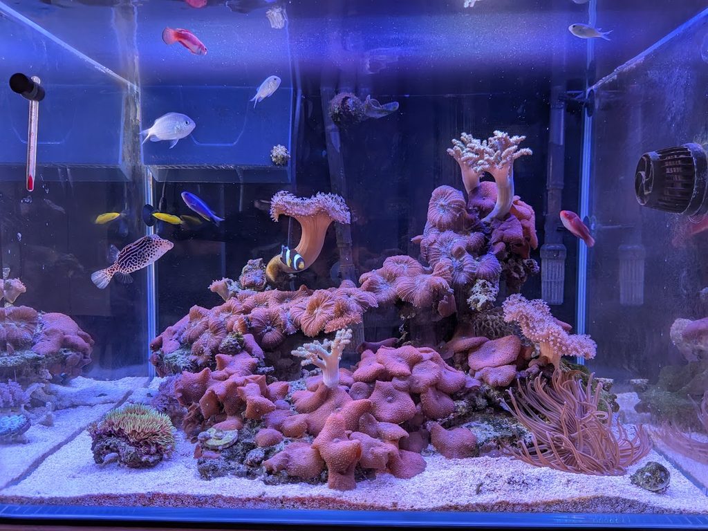 我が家の海水水槽の写真